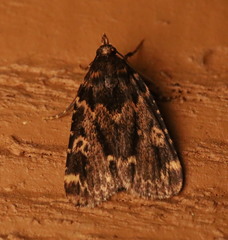 Aglossa caprealis