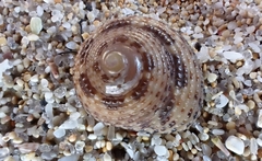 Clanculus maxillatus