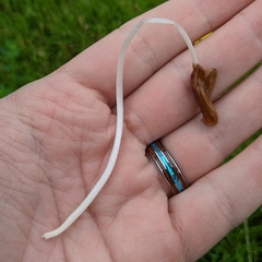 Conocybe deliquescens