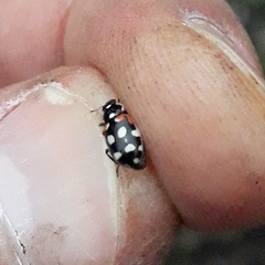 Eriopis punicola