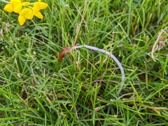 Conocybe deliquescens