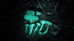 Entoloma holoconiotum