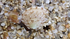 Notogibbula preissiana