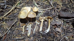 Entoloma holoconiotum