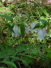 Campanula punctata punctata