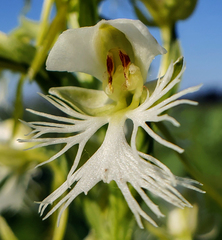 Platanthera leucophaea
