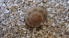 Clanculus maxillatus