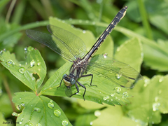 Phanogomphus borealis