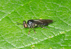 Cerotainia macrocera