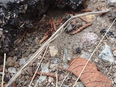 Pogonomyrmex huachucanus