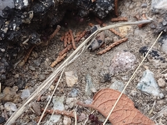 Pogonomyrmex huachucanus