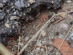 Pogonomyrmex huachucanus