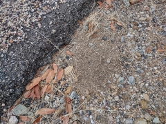 Pogonomyrmex huachucanus
