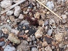 Pogonomyrmex huachucanus