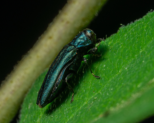 Agrilus cyanescens, photo 2 of 10