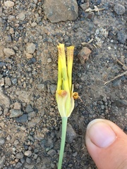 Calochortus luteus
