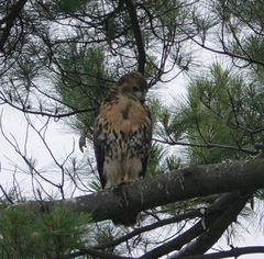 Buteo jamaicensis