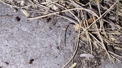 Pheidole obtusospinosa