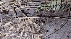 Pheidole obtusospinosa