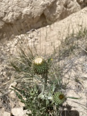 Cirsium canescens