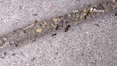 Pheidole obtusospinosa