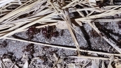 Pheidole obtusospinosa