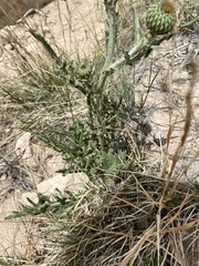 Cirsium canescens