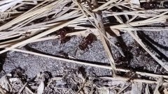 Pheidole obtusospinosa