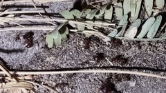 Pheidole obtusospinosa