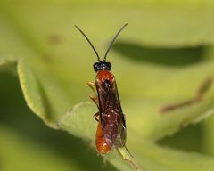 Thrinax dubitata