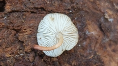 Collybia bakerensis