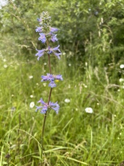 Penstemon hesperius