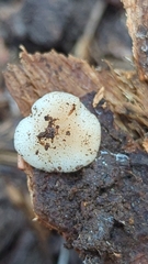 Collybia bakerensis