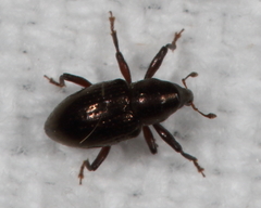Tyloderma capitale