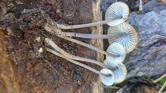Mycena abramsii