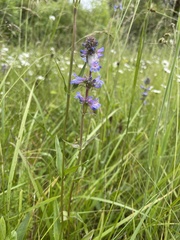Penstemon hesperius
