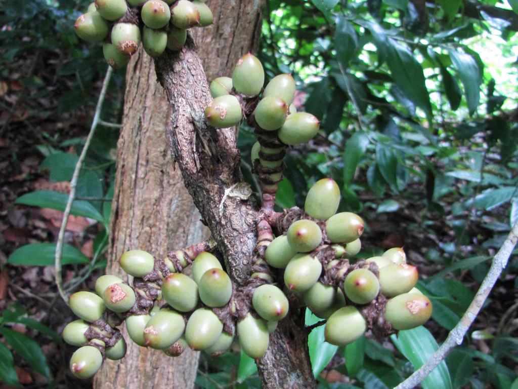 Gam (Gnetum macrostachyum)