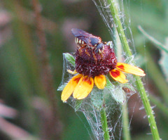 Dianthidium