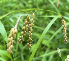 Carex davisii