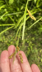 Carex davisii