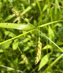 Carex davisii