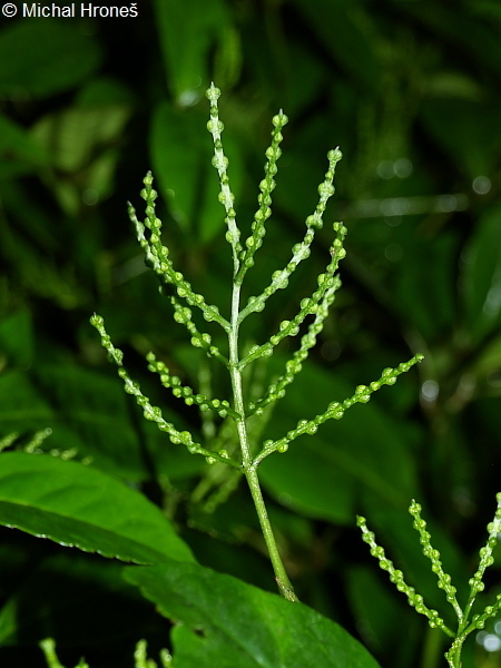 Chloranthus elatior (Chloranthus elatior)