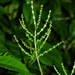 Chloranthus erectus - Photo (c) Michal Hroneš, algunos derechos reservados (CC BY-NC)