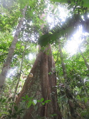 Couratari guianensis