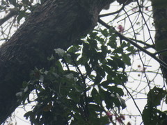 Couratari guianensis