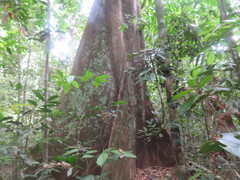 Couratari guianensis