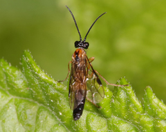 Thrinax dubitata
