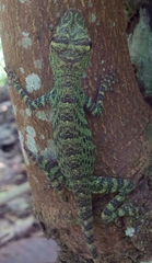 Anolis frenatus