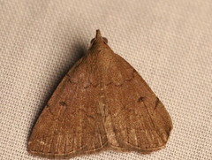 Zanclognatha protumnusalis