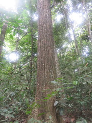 Cedrelinga cateniformis